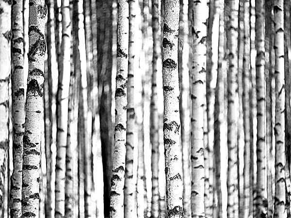 WQ-Sage 2 Pano SG42300M