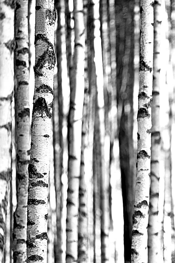 WQ-Sage 2 Pano SG42400M